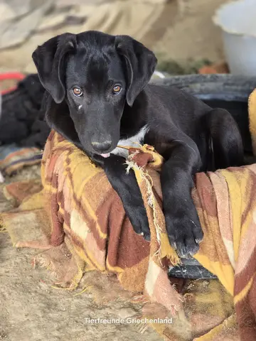 Linus