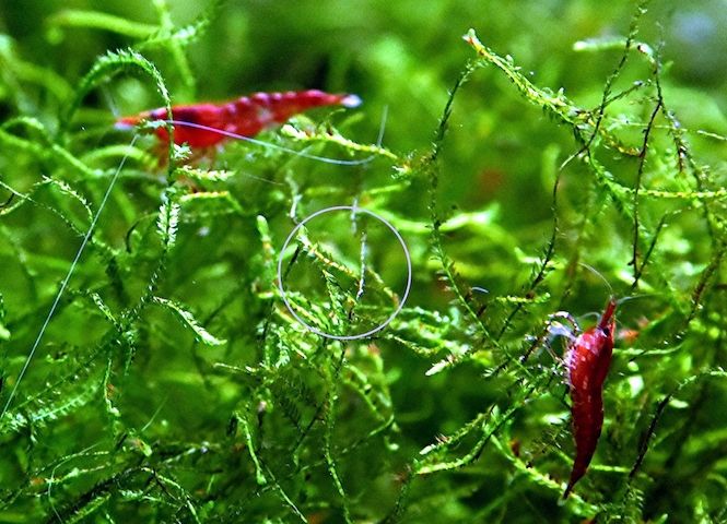Red Fire Garnele, Zwerggarnele, reinerbig (ab 0,90€)  (Versand, Abholung)