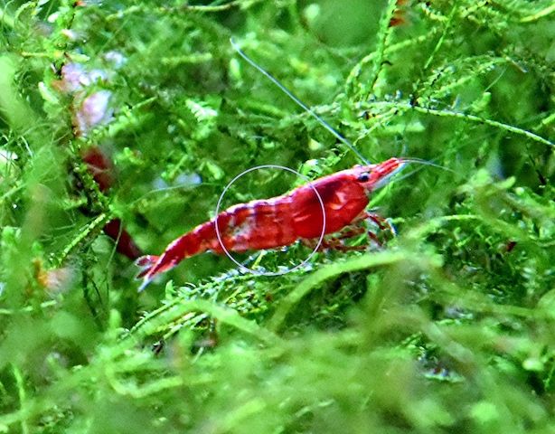Red Fire Garnele, Zwerggarnele, reinerbig (ab 0,90€)  (Versand, Abholung)