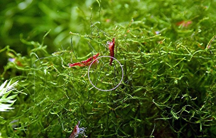Red Fire Garnele, Zwerggarnele, reinerbig (ab 0,90€)  (Versand, Abholung)
