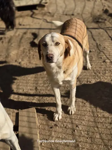 Samu