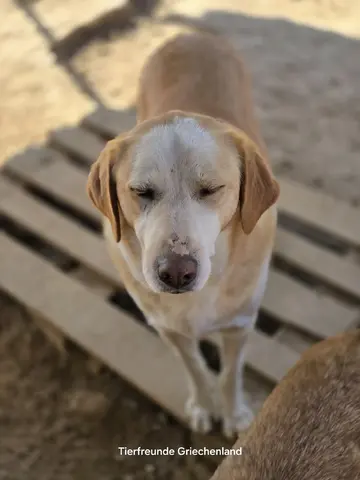 Samu
