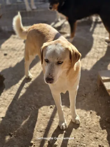 Samu