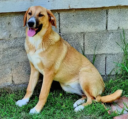 Bibi
