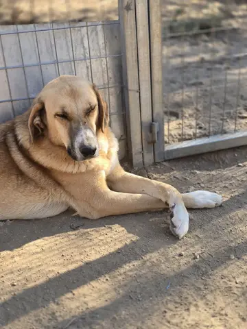 Bibi