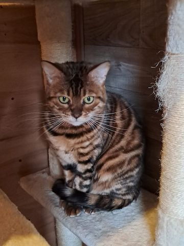 Bengal Lady sehr lieb und wunderschön