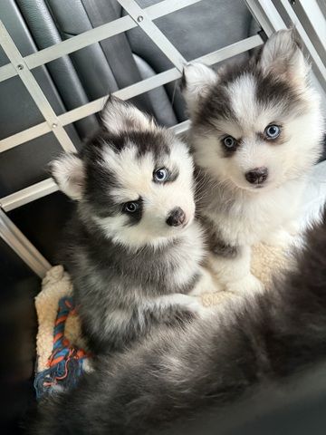 Pomsky Männchen Welpe zu verkaufen
