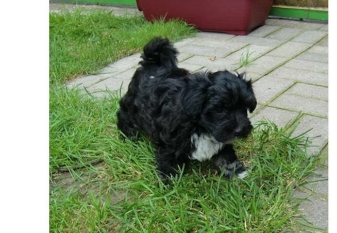 Bolon