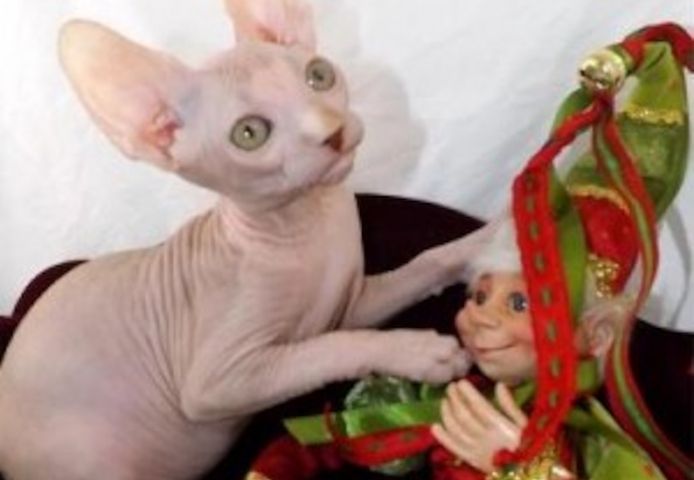 Von Hand aufgezogene Sphynx-Kätzchen zur Auswahl