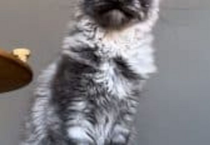 Maine Coon Kätzchen zu verkaufen