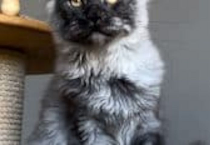 Maine Coon Kätzchen zu verkaufen