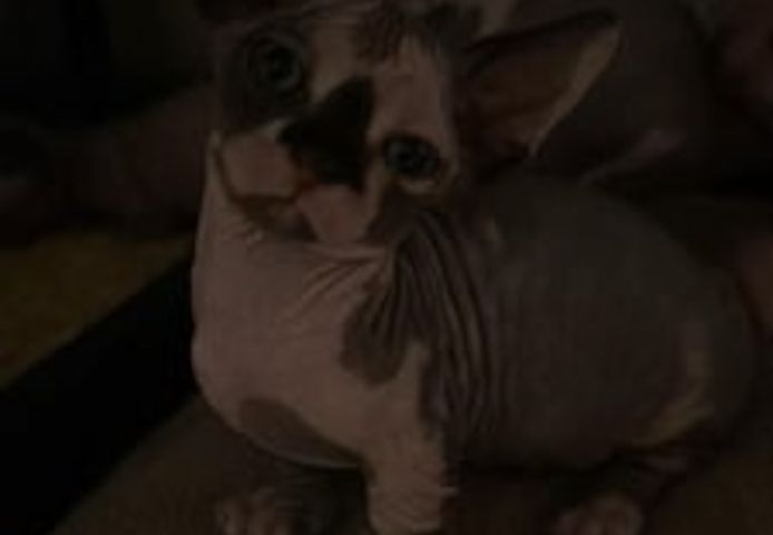 Sphynx-Kätzchen zu verkaufen.