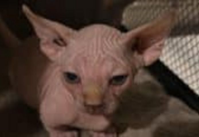 Sphynx-Kätzchen zu verkaufen.