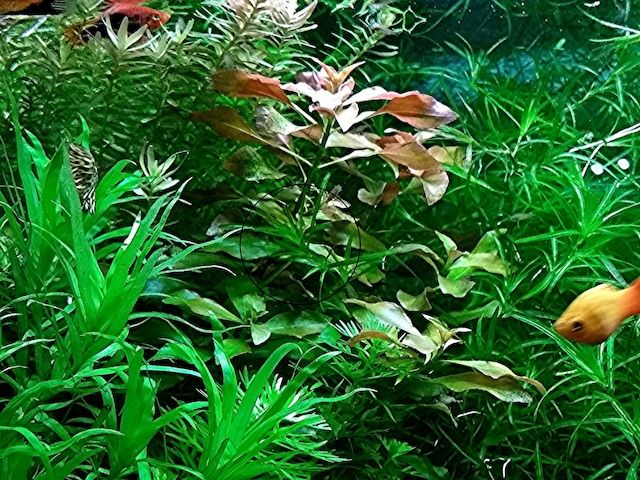 Rotgrüne Ludwigie, Aquarienpflanze, Versand/ Abholung