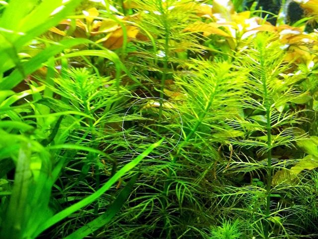 Guyana Tausendblatt,  Aquarienpflanze, Versand/ Abholung