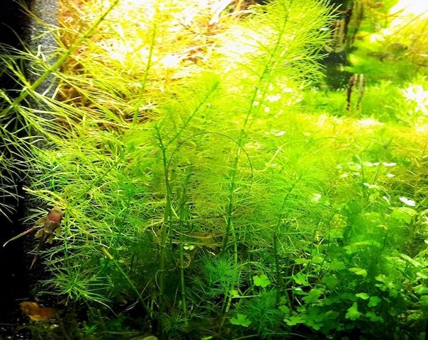 Guyana Tausendblatt,  Aquarienpflanze, Versand/ Abholung