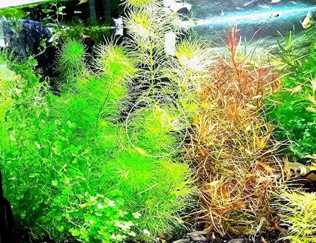 Guyana Tausendblatt,  Aquarienpflanze, Versand/ Abholung
