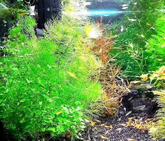 Guyana Tausendblatt,  Aquarienpflanze, Versand/ Abholung