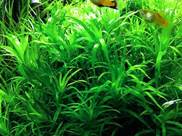 Seegrasblättriges Trugkölbchen, Wasserpflanze, Versand/ Abholung
