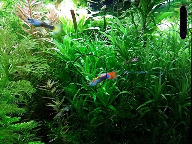 Seegrasblättriges Trugkölbchen, Wasserpflanze, Versand/ Abholung