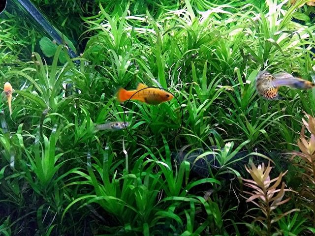 Seegrasblättriges Trugkölbchen, Wasserpflanze, Versand/ Abholung