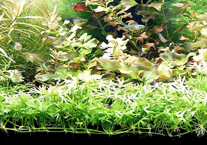 Kleiner Fluss-Hahnenfuß, RARITÄT, Aquariumpflanze, Versand/ Abholung