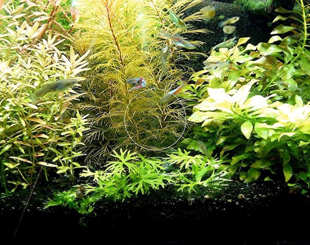 Kleiner Fluss-Hahnenfuß, RARITÄT, Aquariumpflanze, Versand/ Abholung