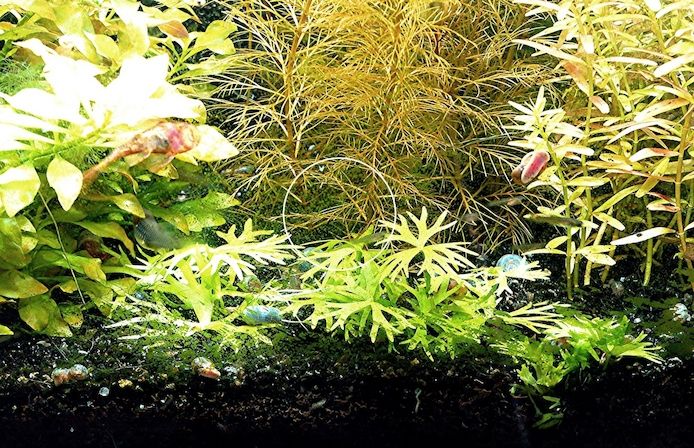 Kleiner Fluss-Hahnenfuß, RARITÄT, Aquariumpflanze, Versand/ Abholung