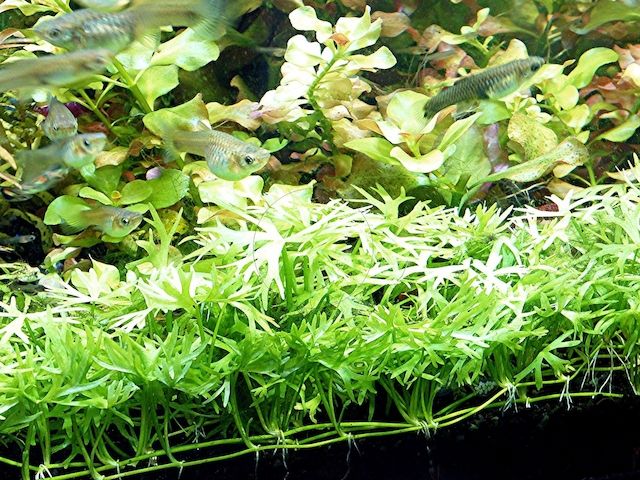 Kleiner Fluss-Hahnenfuß, RARITÄT, Aquariumpflanze, Versand/ Abholung