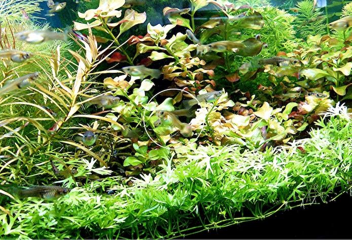 Kleiner Fluss-Hahnenfuß, RARITÄT, Aquariumpflanze, Versand/ Abholung