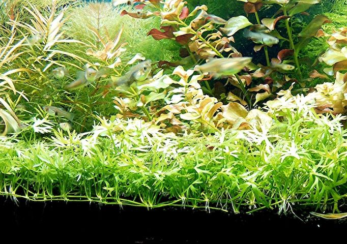 Kleiner Fluss-Hahnenfuß, RARITÄT, Aquariumpflanze, Versand/ Abholung