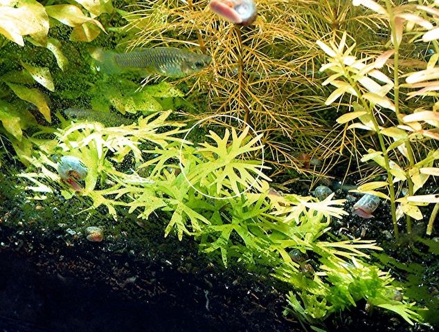 Kleiner Fluss-Hahnenfuß, RARITÄT, Aquariumpflanze, Versand/ Abholung