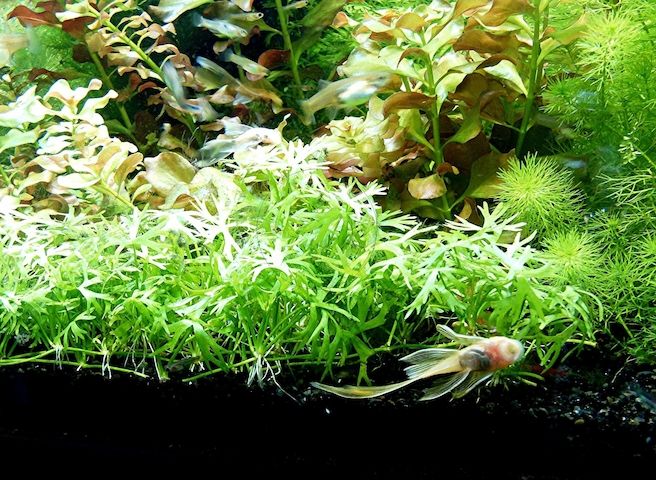 Kleiner Fluss-Hahnenfuß, RARITÄT, Aquariumpflanze, Versand/ Abholung