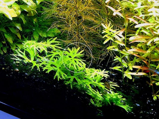 Kleiner Fluss-Hahnenfuß, RARITÄT, Aquariumpflanze, Versand/ Abholung