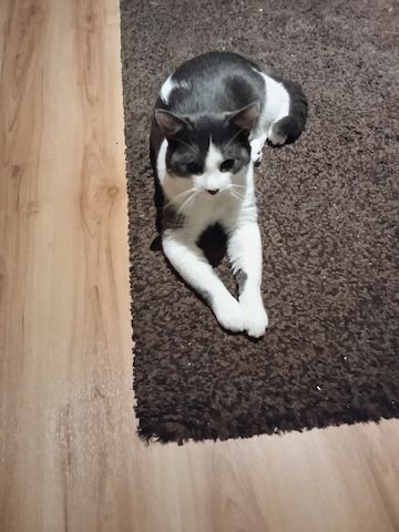 Grau Weißer Kater 9 Monate jung