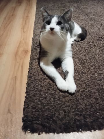 Grau Weißer Kater 9 Monate jung