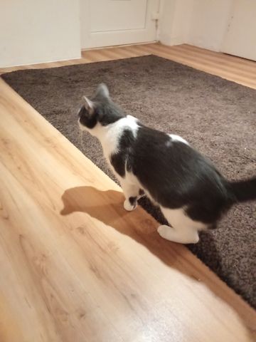 Grau Weißer Kater 9 Monate jung