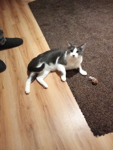 Grau Weißer Kater 9 Monate jung