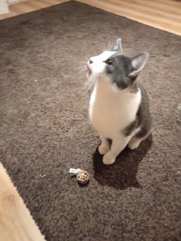 Grau Weißer Kater 9 Monate jung