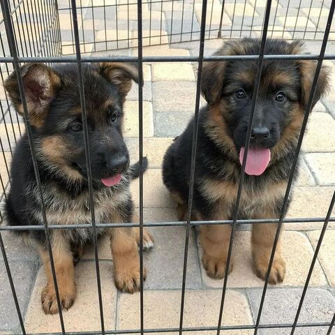 ADOPTIEREN SIE EINEN DEUTSCHEN SCHÄFERHUND