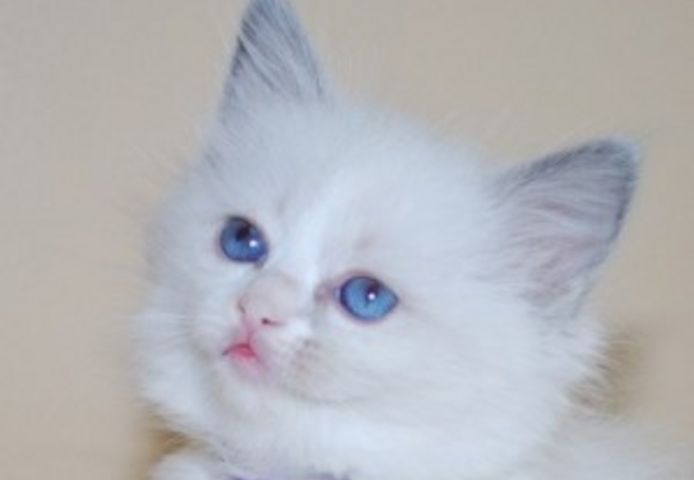 Reinrassige Ragdoll-Kätzchen