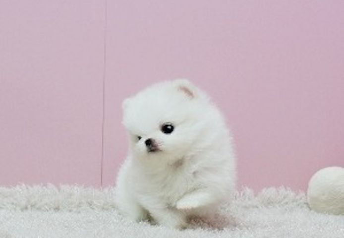 Pomeranian-Welpen mit Stammbaum bereit