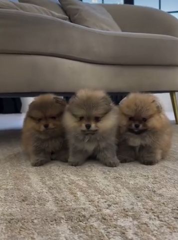 Zwergspitz Pomeranian Welpen Abzugeben