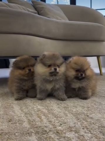 Zwergspitz Pomeranian Welpen Abzugeben