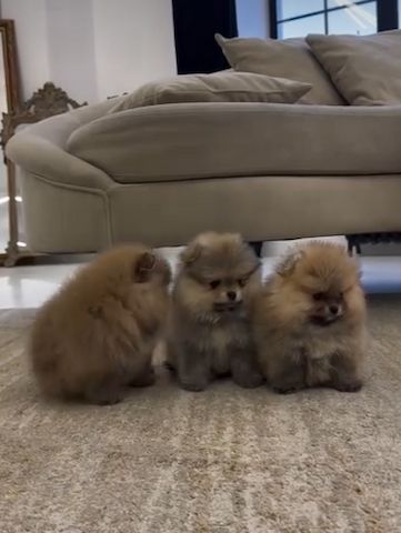 Zwergspitz Pomeranian Welpen Abzugeben