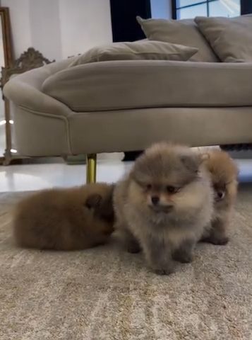 Zwergspitz Pomeranian Welpen Abzugeben