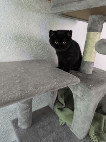 BKH Kitten