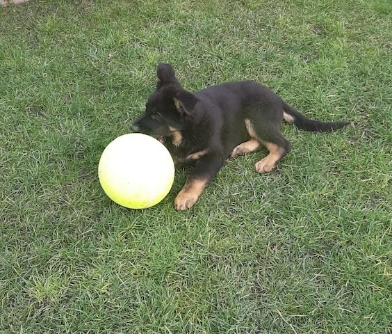 Schäferhund Rüde 15 Wochen