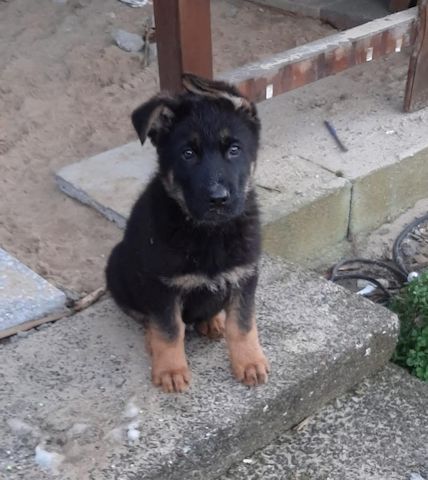 Schäferhund Rüde 15 Wochen