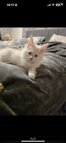 Reinrassiger Maine coon Kitte